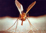 Flebotomo: mosquito transmisor de la leishmania